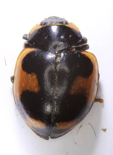 Réf. 245 633 : Ceratomegilla alpina